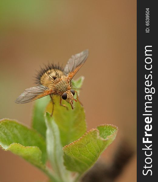 Macro image of a hedgehog fly sitting on a leaf in the garden