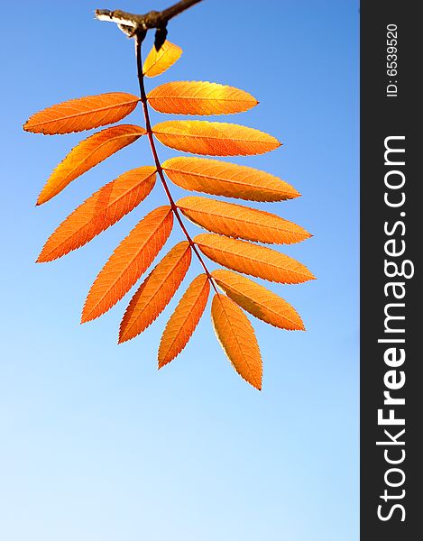 Orange leaf of ashberry on blue sky