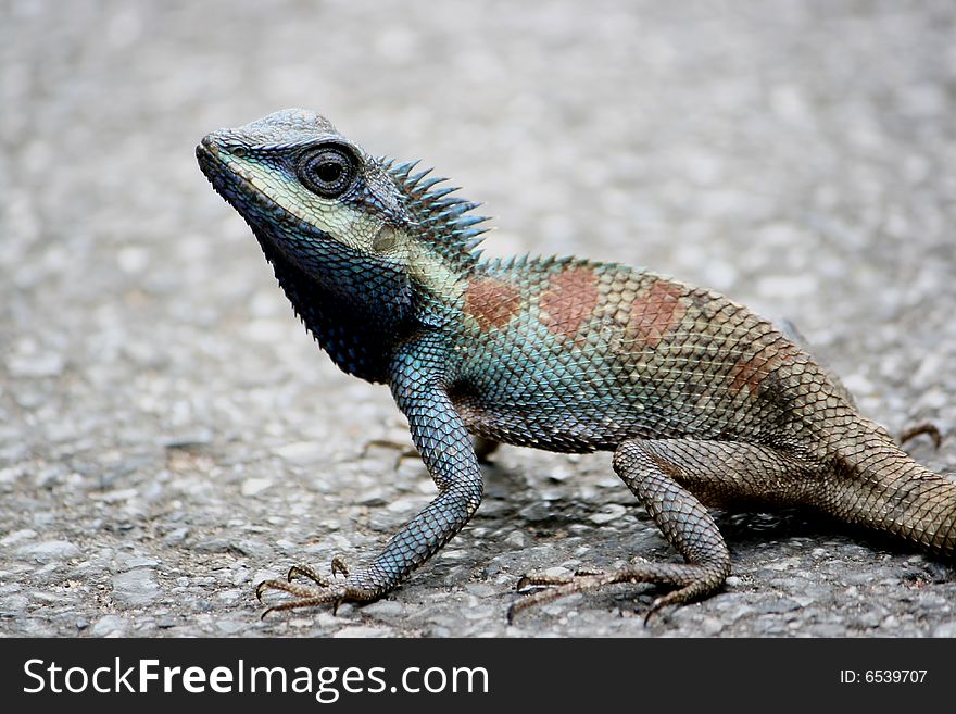 Blue chameleon, wildlife in the earth, it's stand on the road in zoo...