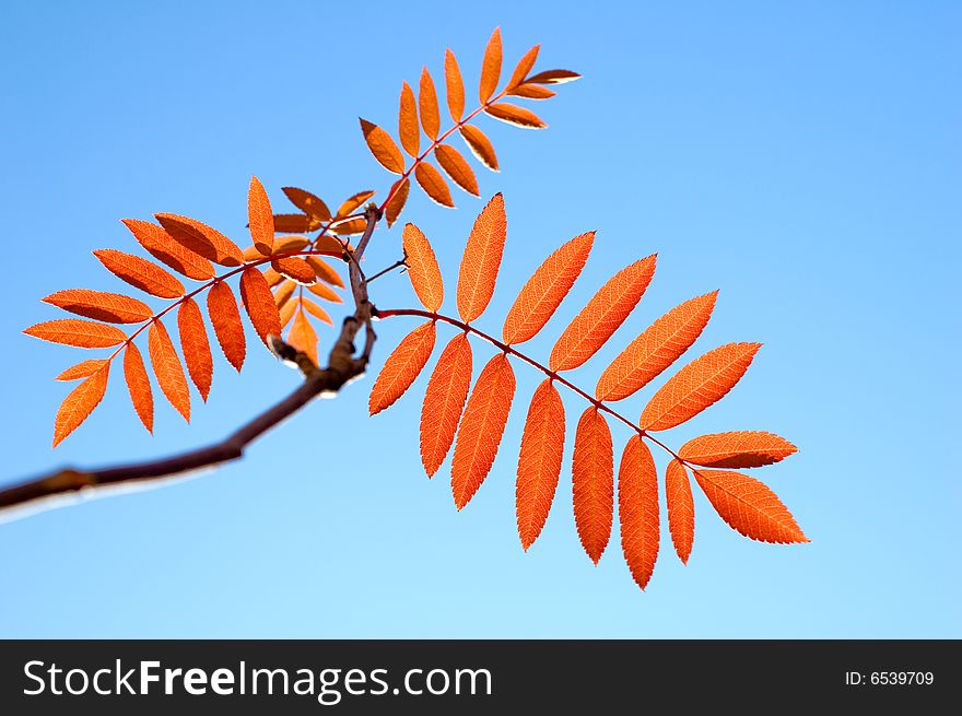 Red leaf of ashberry on blue sky