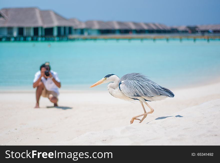 Photographer shooting bird at tropical beach at Maldives