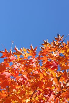 Autumn Leaves Royalty Free Stock Images Autumn Leaves Royalty Free Stock Images