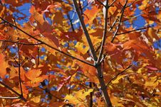 Autumn Leaves Stock Images Autumn Leaves Stock Images