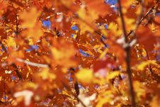 Autumn Leaves Stock Images