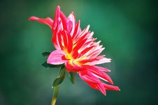 A Close-up Of Dahlia Royalty Free Stock Image