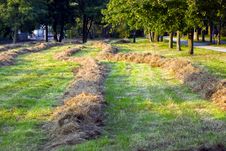 Freshly Mown Hay In Autumn.Rural Scene Stock Photo