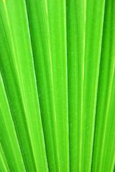 Palm Leaf Royalty Free Stock Image Palm Leaf Royalty Free Stock Image