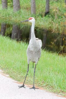 Crane, Sandhill Stock Image Crane, Sandhill Stock Image