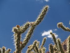 Prickly, Staghorn Cholla Against Blue. Stock Image
