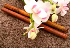 Blossoming Orchids Stock Photos Blossoming Orchids Stock Photos