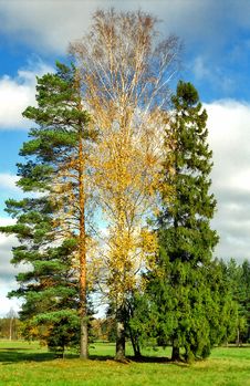 Three Trees Close-up Royalty Free Stock Photo Three Trees Close-up Royalty Free Stock Photo
