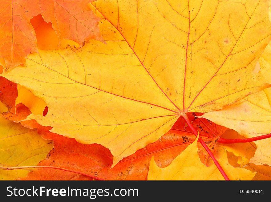 Background from leaves of yellow, red and orange color. Background from leaves of yellow, red and orange color.