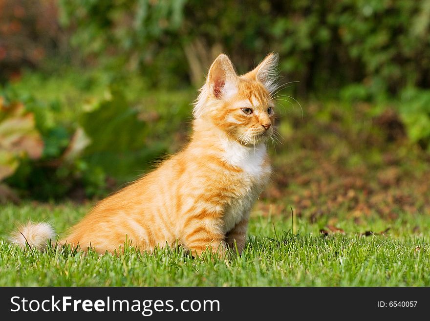 Kitten Sitting On A Grass