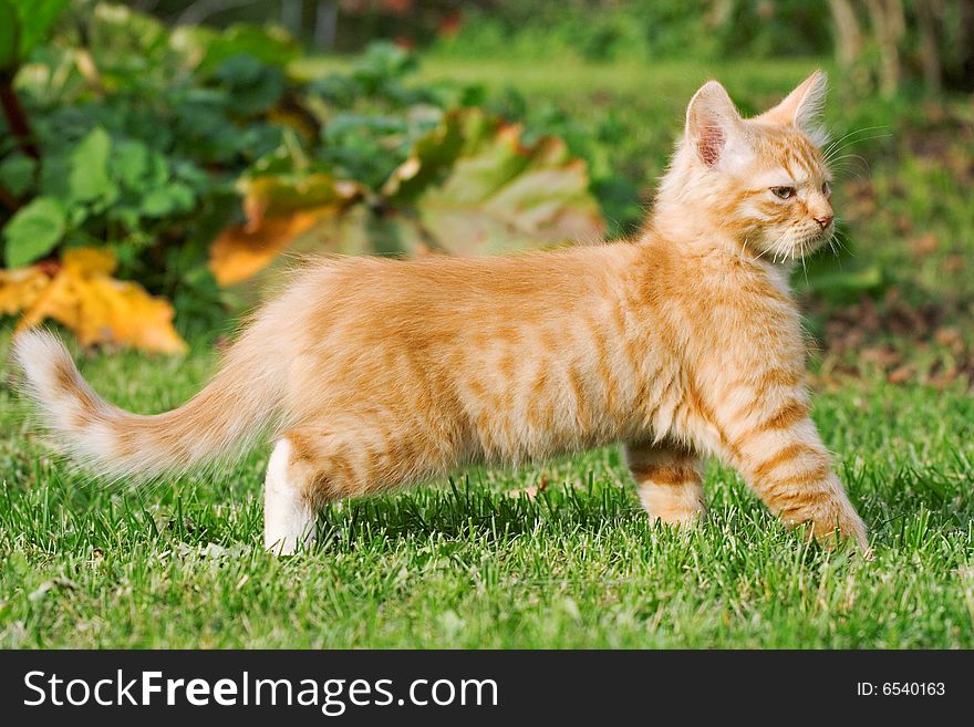 Kitten walking in the garden. Kitten walking in the garden