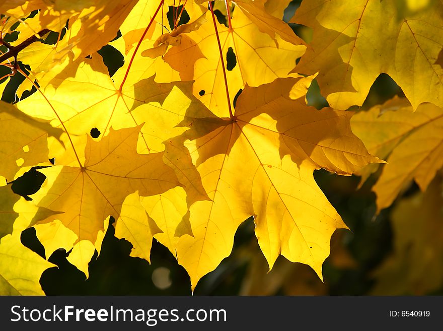 Abstract background. Autumn yellow leaves. Sun weather