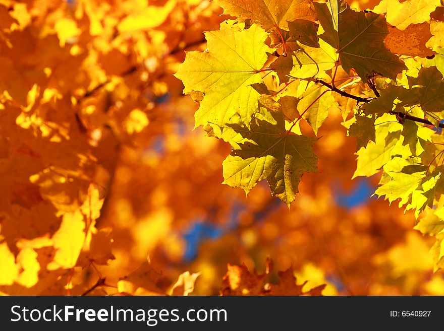 Autumn maple. Orange, green, yellow, blue colors.