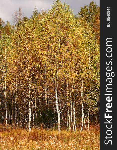 Autumn trees. Birches with orange leaves. Meadow
