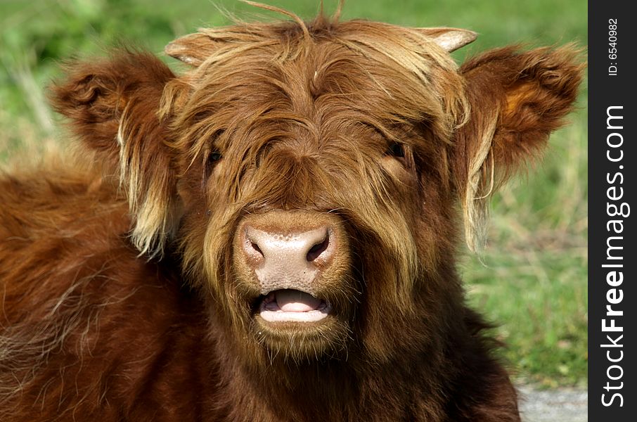 Young scottish highlander in a meadow