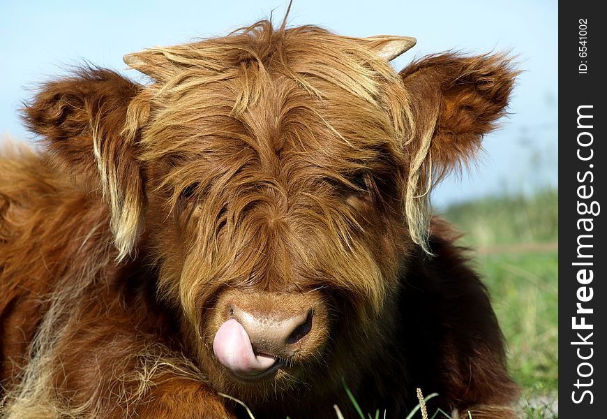 Young scottish highlander in a meadow