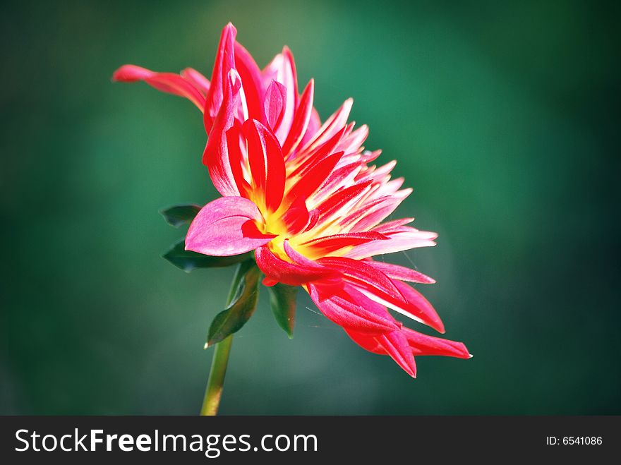 A close-up of a dahlia flower, against green background. A close-up of a dahlia flower, against green background