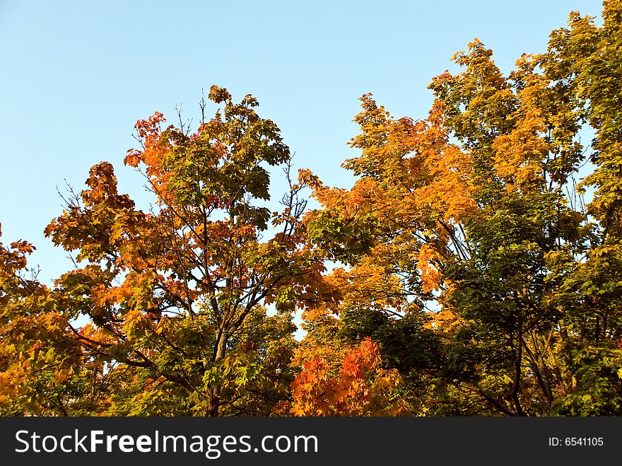 Colorful Autumnal Trees In The Park With Sky.