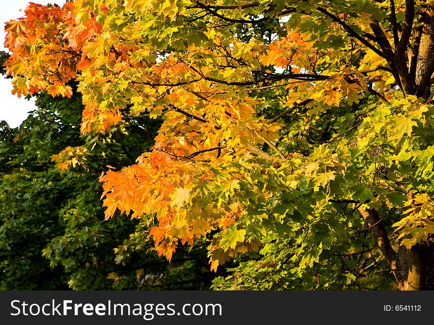 Colorful Autumnal Trees In The Park With Sky