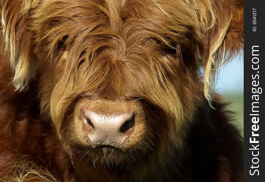 Young scottish highlander in a meadow