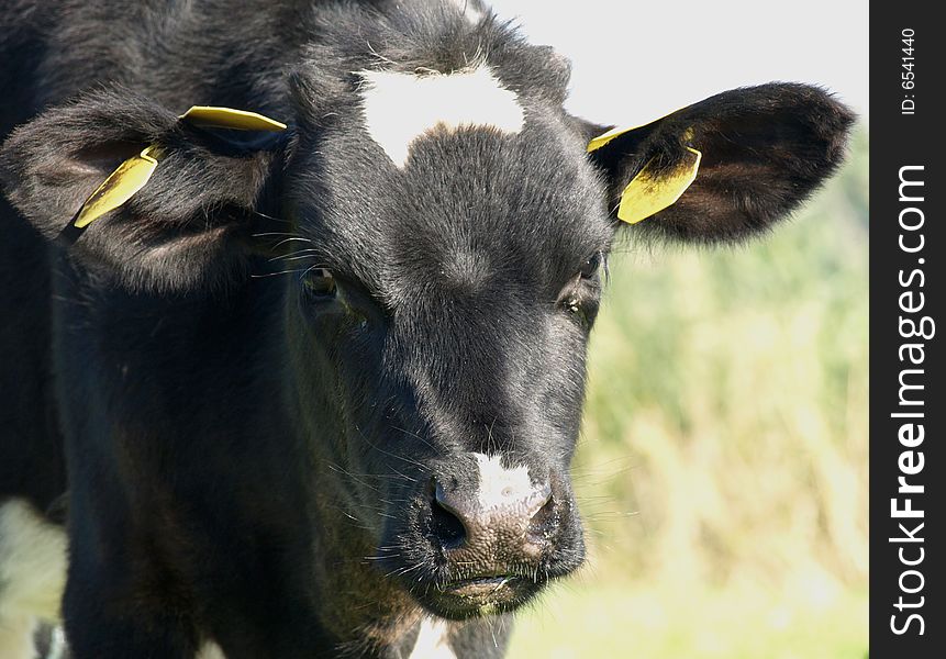 Black and white Holstein calf