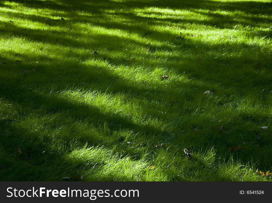 Grass structure in a sunny day