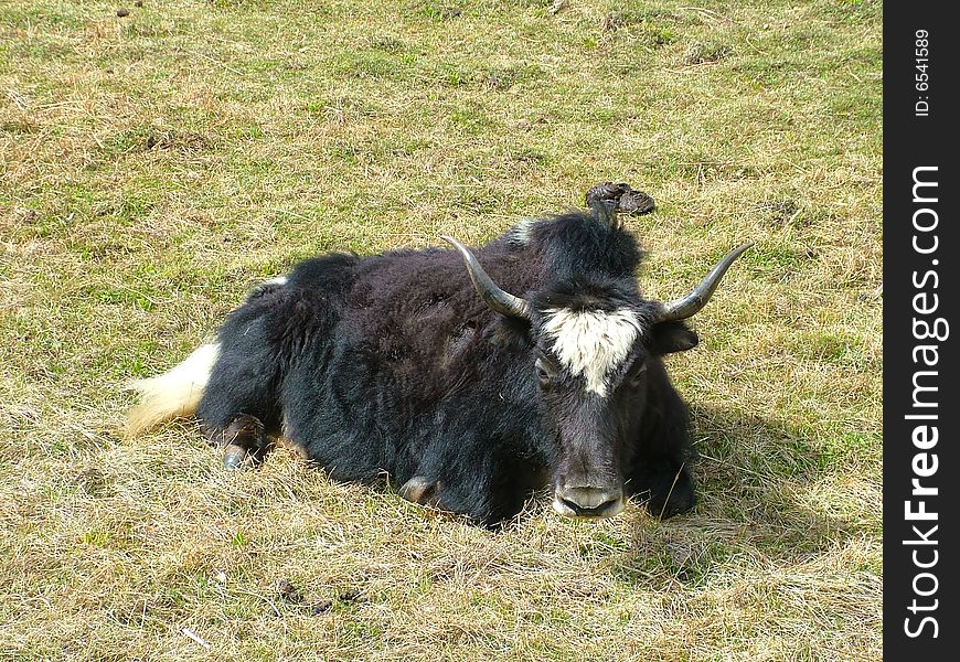 Altiplano yak