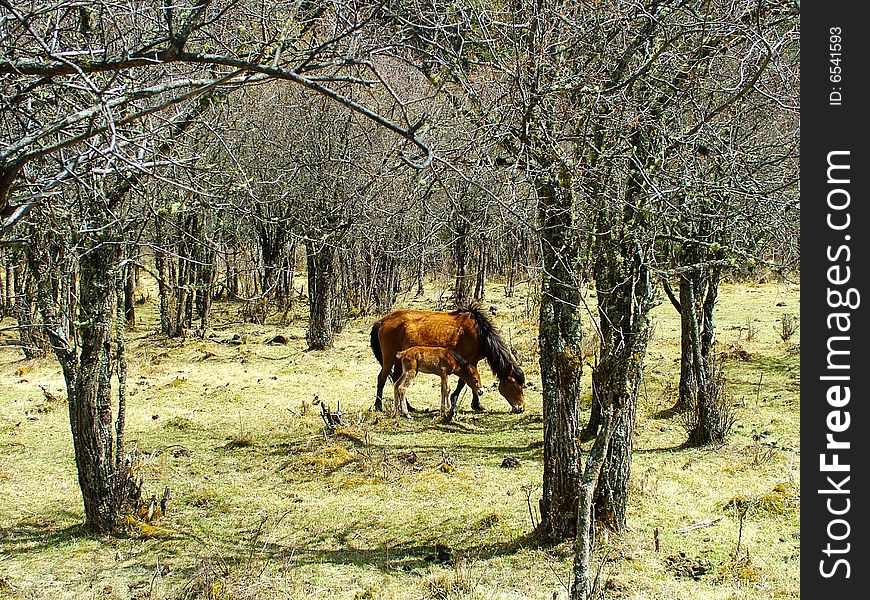 Horses are in the woods,and eating.which is in Yungui altiplano ,height above sea level  4km