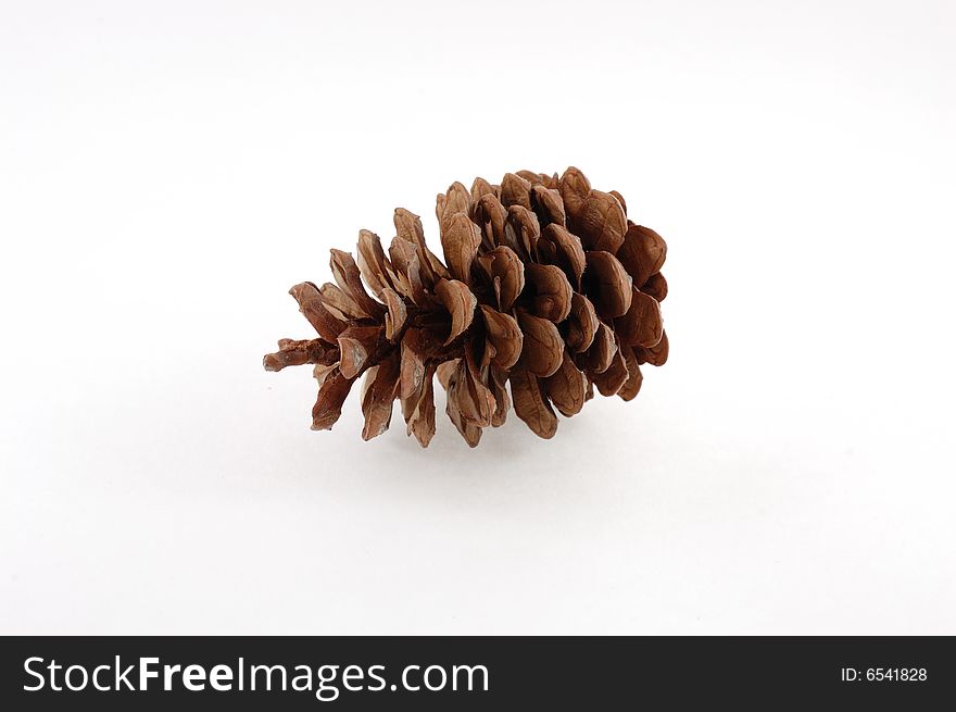 Isolated dry fir-cone on a white background