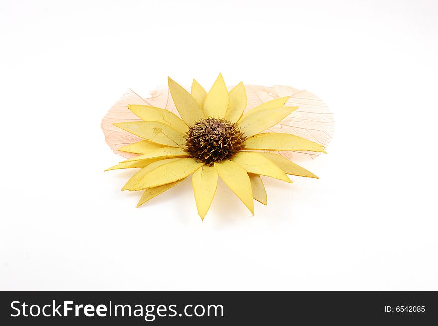 Isolated dry flower on a white background