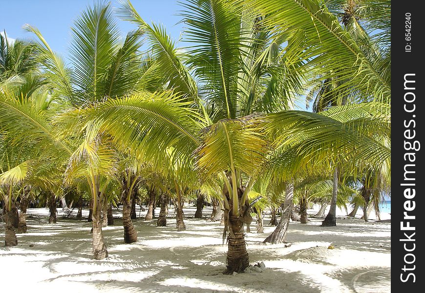 Beautiful  beach with palms in the summer sun. Beautiful  beach with palms in the summer sun