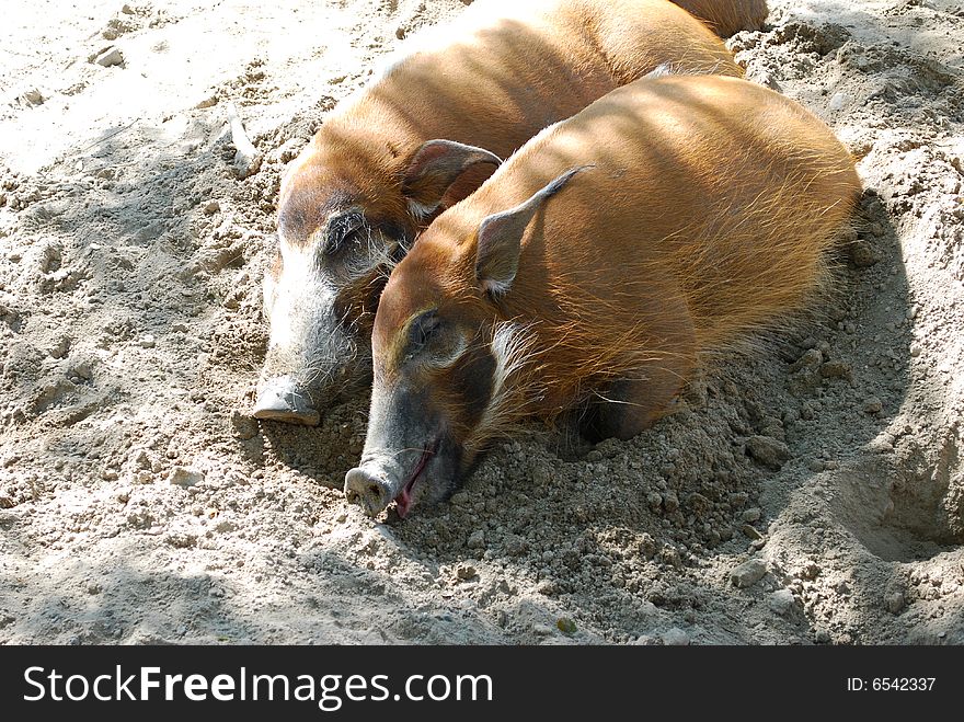 Photo of wild pigs are sleeping on the sand. Photo of wild pigs are sleeping on the sand