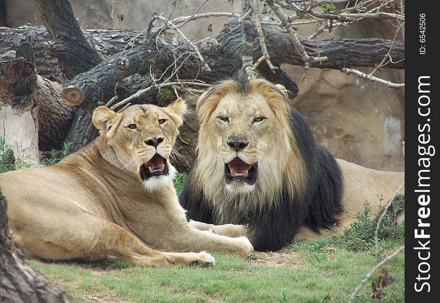 Lion and Lioness in Africa. Lion and Lioness in Africa