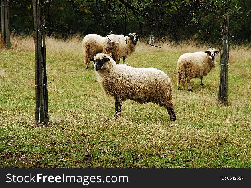 A few sheep in a romanian field. autumn time