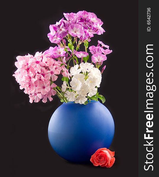 Flower of scarlet rose at bottom dark-blue vases with bouquet of phloxes on black background. Flower of scarlet rose at bottom dark-blue vases with bouquet of phloxes on black background