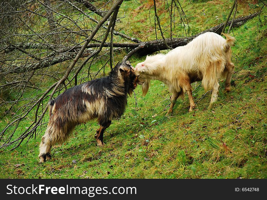 Violent fight for supremacy between two goats. Violent fight for supremacy between two goats