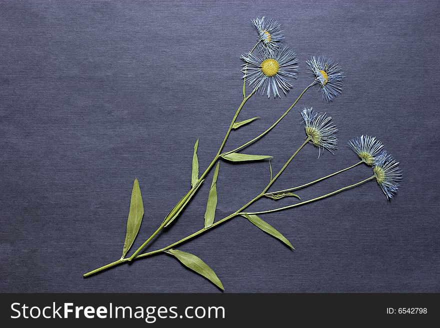The dried flower on a blue background. The dried flower on a blue background.