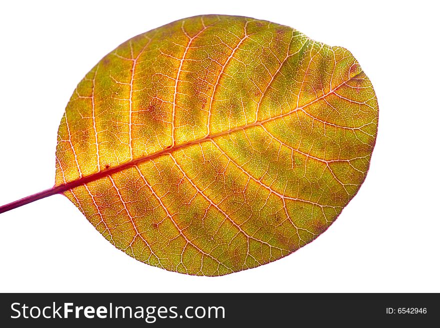 Bbacklighting shot of autumn leaf