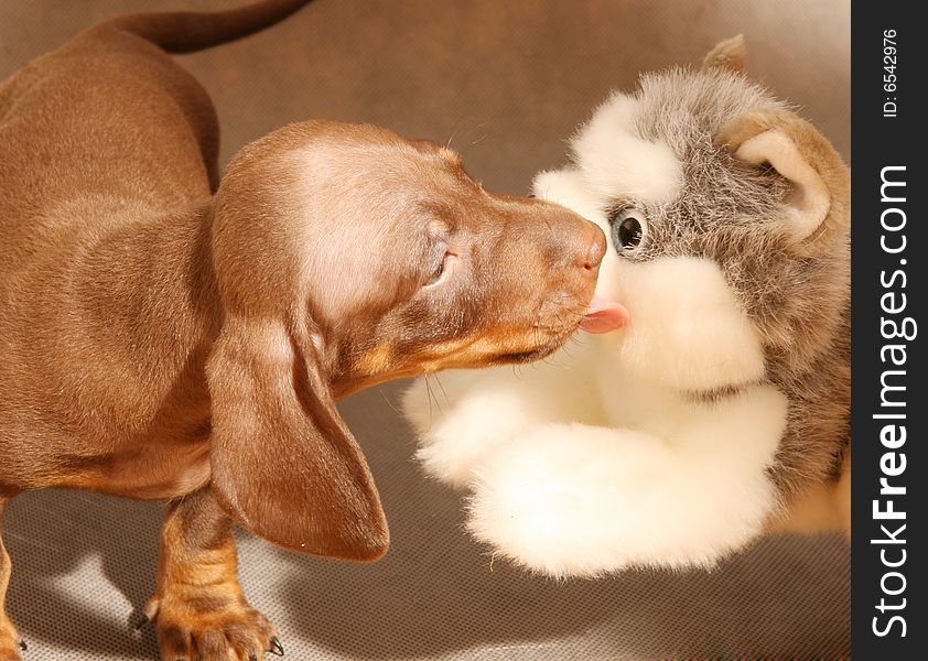 Cute Dachshund  Puppy With Toy Dog