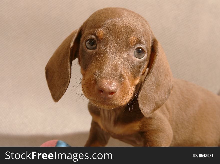 Cute dachshund puppy on grey ground