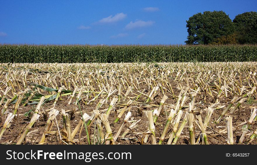 Partly earned Field of Corn Plants. Partly earned Field of Corn Plants