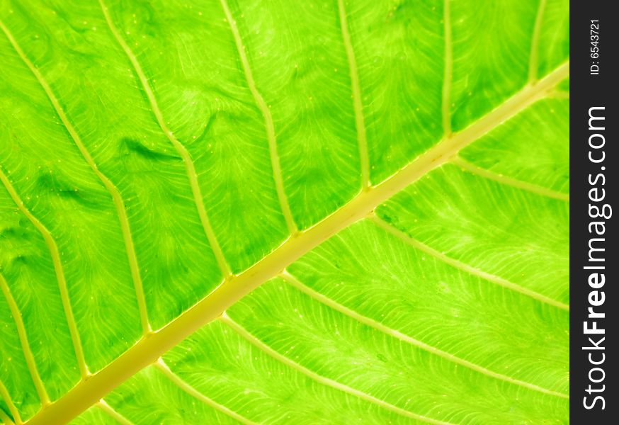 Macro of underside of a leaf. Macro of underside of a leaf