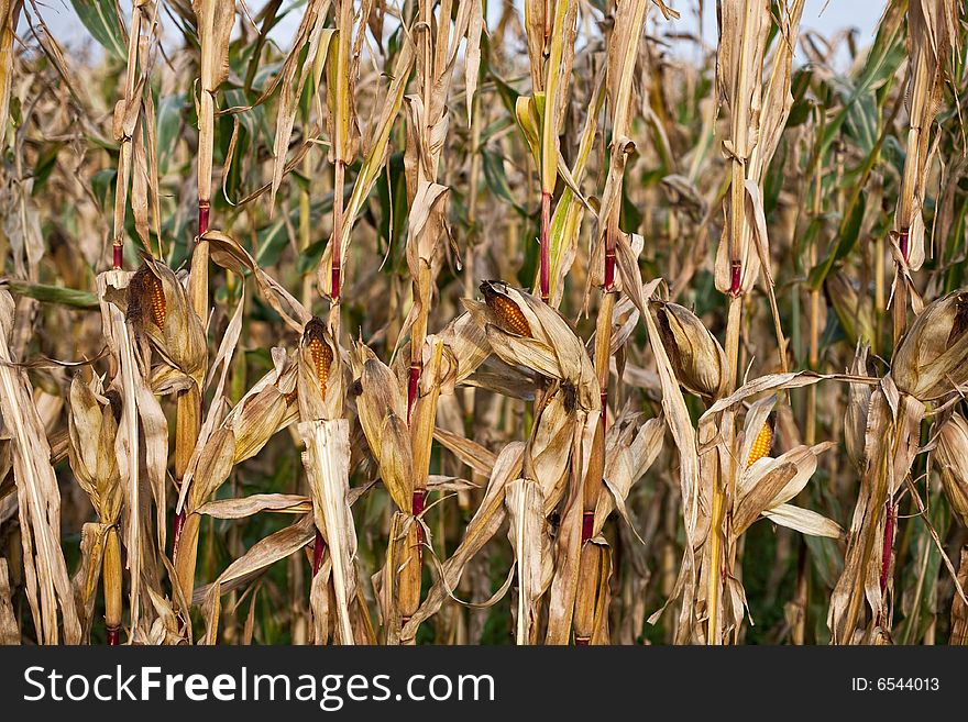 A late summer cornfield in Southern Austria. A late summer cornfield in Southern Austria.