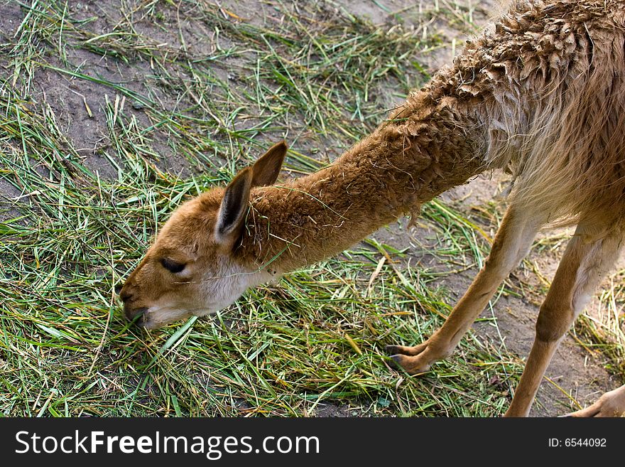 Deer eating grass in a zoo