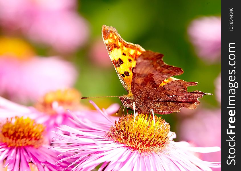 Butterfly on flower