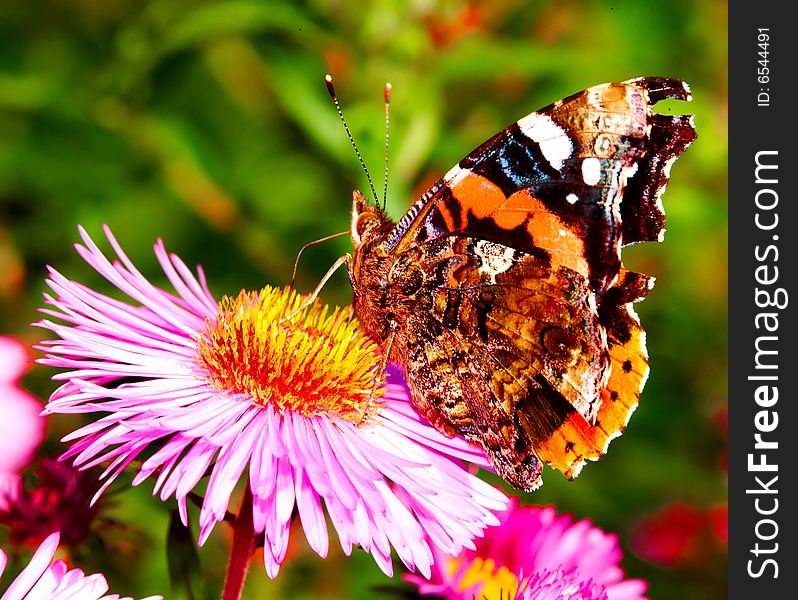 Beautiful Butterfly on flower in spring