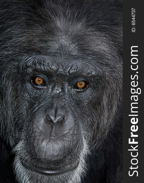 Close up frame of Chimp male with red eyes. Close up frame of Chimp male with red eyes